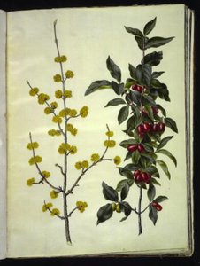 Cornus mas (Kornelkirsche) von Hans Simon Holtzbecker