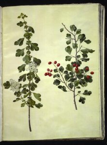 Crataegus laevigata (gewöhnlicher Weißdorn) von Hans Simon Holtzbecker