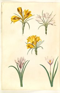 Crocus angustifolius (Balkan-Krokus); Crocus versicolor (Alpen-Krokus); Crocus vernus (?) (Frühlings-Krokus)