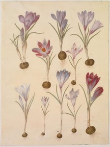 Crocus vernus (Frühlings-Krokus)