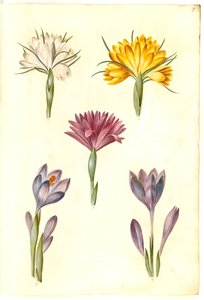 Frühlings-Krokus; Balkan-Krokus; Frühlings-Lichtblume