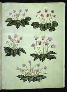 Cyclamen purpurascens (echtes Alpenveilchen); Cyclamen hederifolium (Efeublättriges Alpenveilchen)