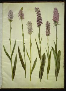 Dactylorhiza maculata (Geflecktes Knabenkraut) von Hans Simon Holtzbecker