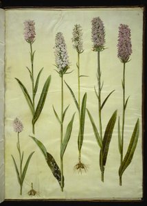 Gefleckte Knabenkraut (Dactylorhiza maculata)