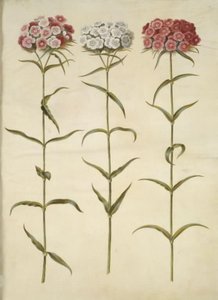 Dianthus barbatus (Bartnelke) von Hans Simon Holtzbecker