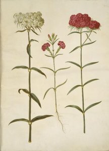 Dianthus barbatus (Bartnelke); Dianthus (Nelkenart) von Hans Simon Holtzbecker