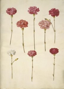 Dianthus caryophyllus (Gartennelke) von Hans Simon Holtzbecker