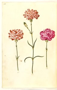 Nelke (Gartennelke) von Hans Simon Holtzbecker