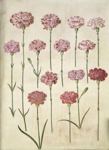 Dianthus caryophyllus (Gartennelke) von Hans Simon Holtzbecker