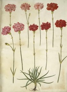 Dianthus caryophyllus (Gartennelke)