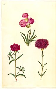 Dianthus caryophyllus (Gartennelke)