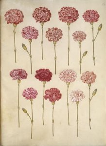 Dianthus caryophyllus (Gartennelke) von Hans Simon Holtzbecker