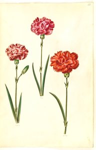 Dianthus caryophyllus (Nelke) von Hans Simon Holtzbecker