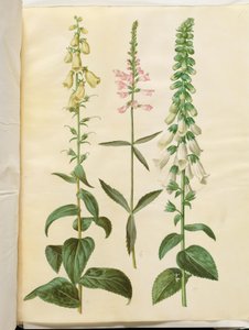 Digitalis grandiflora (Großblütiger Fingerhut); Physostegia virginiana (Drehblume); Digitalis purpurea (Gewöhnlicher Fingerhut) von Hans Simon Holtzbecker