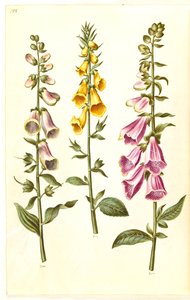 Digitalis purpurea; Digitalis grandiflora von Hans Simon Holtzbecker