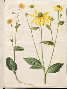 Doronicum pardalianches (Herzblatt-Gemswurz); Rudbeckia laciniata (Zerschlitzter Sonnenhut) von Hans Simon Holtzbecker