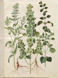 Dracocephalum moldavica (moldawisches Drachenhaupt); Moluccella spinosa (dornige Glockenblume); Melissa officinalis (Zitronenmelisse) von Hans Simon Holtzbecker
