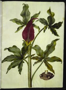 Dracunculus vulgaris (Gemeiner Drachenwurz) von Hans Simon Holtzbecker