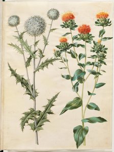 Echinops sphaerocephalus (gewöhnliche Kugeldistel); Carthamus tinctorius (gelbe Färberdistel) von Hans Simon Holtzbecker