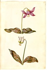 Erythronium dens-canis (echter Hundszahn)