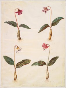 Erythronium dens-canis (echter Hundszahn) von Hans Simon Holtzbecker