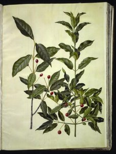 Euonymus latifolius (breitblättriger Spindelstrauch); Euonymus europaeus (gewöhnlicher Spindelstrauch) von Hans Simon Holtzbecker
