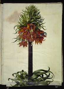 Fritillaria imperialis (Kaiserkronen)