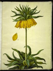 Fritillaria imperialis (Kaiserkronen)