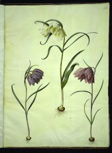 Schachbrettblume (Fritillaria meleagris) von Hans Simon Holtzbecker