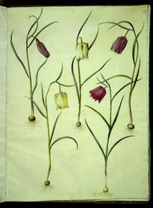 Fritillaria meleagris (gewöhnliche Schachbrettblume) von Hans Simon Holtzbecker
