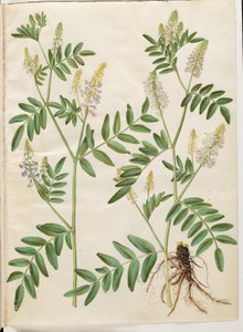 Galega officinalis (Echte Geißraute)