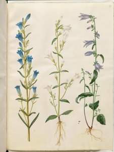 Gentiana pneumonanthe (Lungenenzian); Campanula patula (Wiesen-Glockenblume); Campanula rapunculoides (Rapunzel-Glockenblume) von Hans Simon Holtzbecker