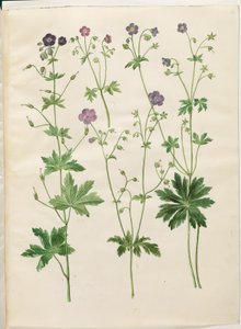 Geranium phaeum (Wellenblättriger Storchschnabel); Geranium sylvaticum (Wald-Storchschnabel)