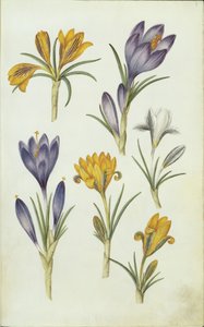 Krokusse