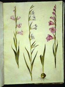 Gladiolus communis (gewöhnliche Gladiole) von Hans Simon Holtzbecker