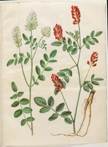 Hedysarum coronarium (Roter Hahnenklee) von Hans Simon Holtzbecker