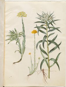 Helichrysum orientale (Strauch-Strohblume); Helichrysum Stoechas (stinkende Strohblume); Anaphalis margaritacea (gewöhnliche Perlenkörbchen)