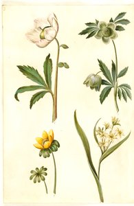 Helleborus niger (Schwarze Nieswurz); Eranthis hyemalis (Winterling); Gagea lutea (Gewöhnlicher Goldstern) von Hans Simon Holtzbecker