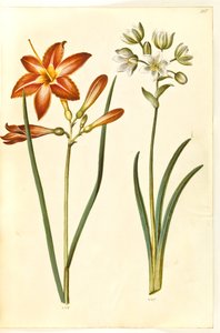 Hemerocallis fulva (Braune Taglilie); Ornithogalum arabicum (Milchstern) von Hans Simon Holtzbecker