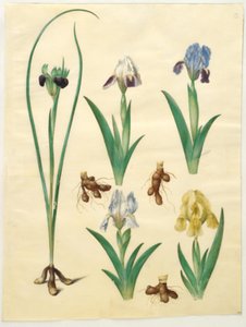 Hermodactylus tuberosus (Hermesfinger); Iris pumila (Zwergiris) oder Iris lutescens (Zwergiris) von Hans Simon Holtzbecker