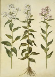 Nachtviole (gemeine Nachtviole)