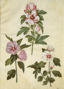 Hibiscus syriacus (Syrische Rose) von Hans Simon Holtzbecker