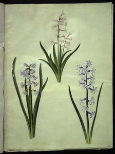 Hyacinthus orientalis (gewöhnliche Hyazinthe) von Hans Simon Holtzbecker
