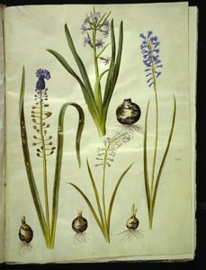Hyacinthus orientalis (gewöhnliche Hyazinthe); Muscari comosum (Traubenhyazinthe); Brimeura amethystina (pyrenäische Hyazinthe) von Hans Simon Holtzbecker
