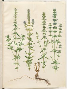 Hyssopus officinalis (echter Ysop)