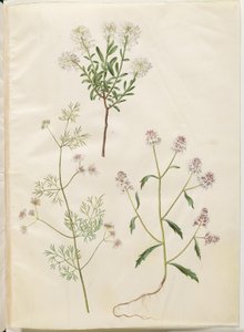Iberis sempervirens (Schneepolster); Coriandrum sativum (gewöhnlicher Koriander); Iberis amara (bittere Schleifenblume) von Hans Simon Holtzbecker