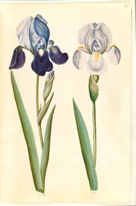 Iris ×germanica oder Iris ×sambucina (?) (Garten-Iris oder Holunder-Iris); Iris ×germanica (Garten-Iris)