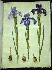 Iris latifolia (englische Iris) von Hans Simon Holtzbecker