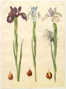 Iris latifolia (Englische Iris)