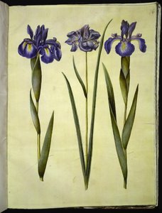 Iris latifolia (Englische Iris); Iris sibirica (Sibirische Iris)
